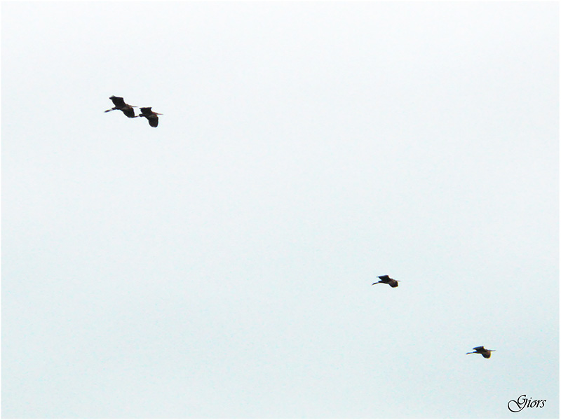 il mio primo incontro con Ardea purpurea - airone rosso